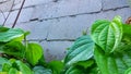 The piper betle betel leaf plant creeps up the wall