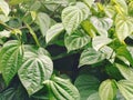 Piper Betle L. & x28;efficacious leaves& x29; Royalty Free Stock Photo