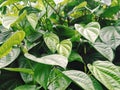 Piper Betle L. & x28;efficacious leaves& x29; Royalty Free Stock Photo