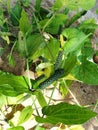 Piper longum long pepper plant with several fruiting spikes.