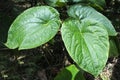 Piper methysticum plant agriculture in Fiji Royalty Free Stock Photo