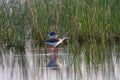 Black winged stilt In the Nal Lake