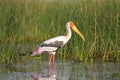 Painted Stork the Nal Lake