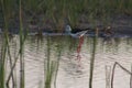 Black winged stilt In the Nal Lake Royalty Free Stock Photo