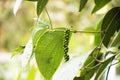 Piper nigrum or pepper on tree branch at ranch vegetable garden Royalty Free Stock Photo