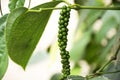 Piper nigrum or pepper on tree branch at ranch vegetable garden Royalty Free Stock Photo