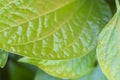 Piper sarmentosum roxb: leaf bush, also a medicinal wild herb contains oxalate at