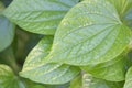 Piper sarmentosum roxb: wildbetal leaf bush, also called in Thailand as Cha-ploo