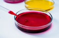 Pipette with drop of color liquid and petri dishes Royalty Free Stock Photo
