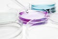 Pipette with drop of color liquid and petri dishes Royalty Free Stock Photo