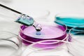 Pipette with drop of color liquid and petri dishes Royalty Free Stock Photo