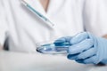 Pipette with drop of color liquid and petri dishes .Scientist examining solution in dish at a laboratory Royalty Free Stock Photo