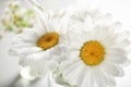 Pipette with essential oil and chamomile flowers, closeup Royalty Free Stock Photo