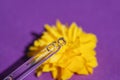 Pipette with serum or cosmetic liquid close-up on the background yellow flowers on purple color. Royalty Free Stock Photo