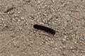 Close up of a black and red Pipevine Caterpillar on a crushed stone pathway