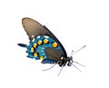 pipevine pipe vine or blue swallowtail butterfly - Battus philenor - black with iridescent blue hindwings isolated on white Royalty Free Stock Photo