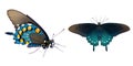 pipevine pipe vine or blue swallowtail butterfly - Battus philenor - black with iridescent blue hindwings isolated on white Royalty Free Stock Photo