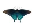 pipevine pipe vine or blue swallowtail butterfly - Battus philenor - black with iridescent blue hindwings isolated on white Royalty Free Stock Photo
