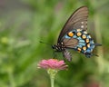 Pipevine Swallowtail