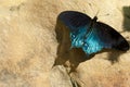 Pipevine Swallowtail (Battus philenor) Royalty Free Stock Photo