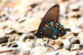 Pipevine Swallowtail (Battus philenor)