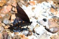 Pipevine Swallowtail (Battus philenor)