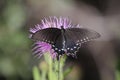 Pipevine Swallowtail (Battus philenor) Butterfly Royalty Free Stock Photo