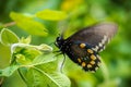 Pipevine swallowtail Battus philenor butterfly