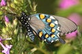 Pipevine Swallowtail Battus philenor Butterfly