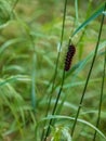 Pipevine Swallowtail Battus philenor caterpillar climbing on grass