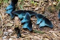 Pipevine Swallowtail Butterflies Royalty Free Stock Photo