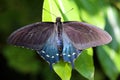 Pipevine swallowtail butterfly Royalty Free Stock Photo