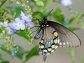 Pipevine Swallowtail Butterfly