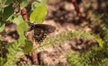 Pipevine swallowtail butterfly, Battus philenor