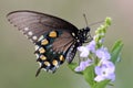 Pipevine Swallowtail Butterfly - Battus philenor