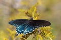 Pipevine Swallowtail butterfly Battus philenor