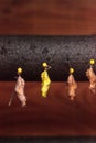 Pipevine Swallowtail butterfly chrysalis Battus philenor