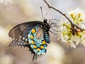 Pipevine Swallowtail Butterfly