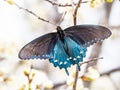 Pipevine Swallowtail Butterfly