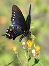 Pipevine Swallowtail Butterfly on a Flower Royalty Free Stock Photo