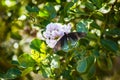 A Pipevine Swallowtail Butterfly lands on Flower Royalty Free Stock Photo