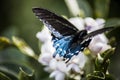 A Pipevine Swallowtail Butterfly lands on Flower