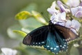 A Pipevine Swallowtail Butterfly lands on Flower Royalty Free Stock Photo