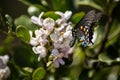 A Pipevine Swallowtail Butterfly lands on Flower Royalty Free Stock Photo