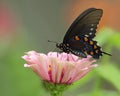 Pipevine Swallowtail Butterfly Royalty Free Stock Photo