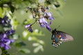 Pipevine Swallowtail Butterfly on Purple Wisteria Flowers Royalty Free Stock Photo