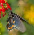 PIPEVINE SWALLOWTAIL Butterfly At Red Salvia Flower In Arizona Desert
