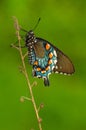 Pipevine Swallowtail Royalty Free Stock Photo