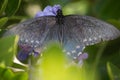 A Pipevine Swallowtail Butterfly Spreads its Wings