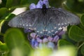 A Pipevine Swallowtail Butterfly Spreads its Wings Royalty Free Stock Photo